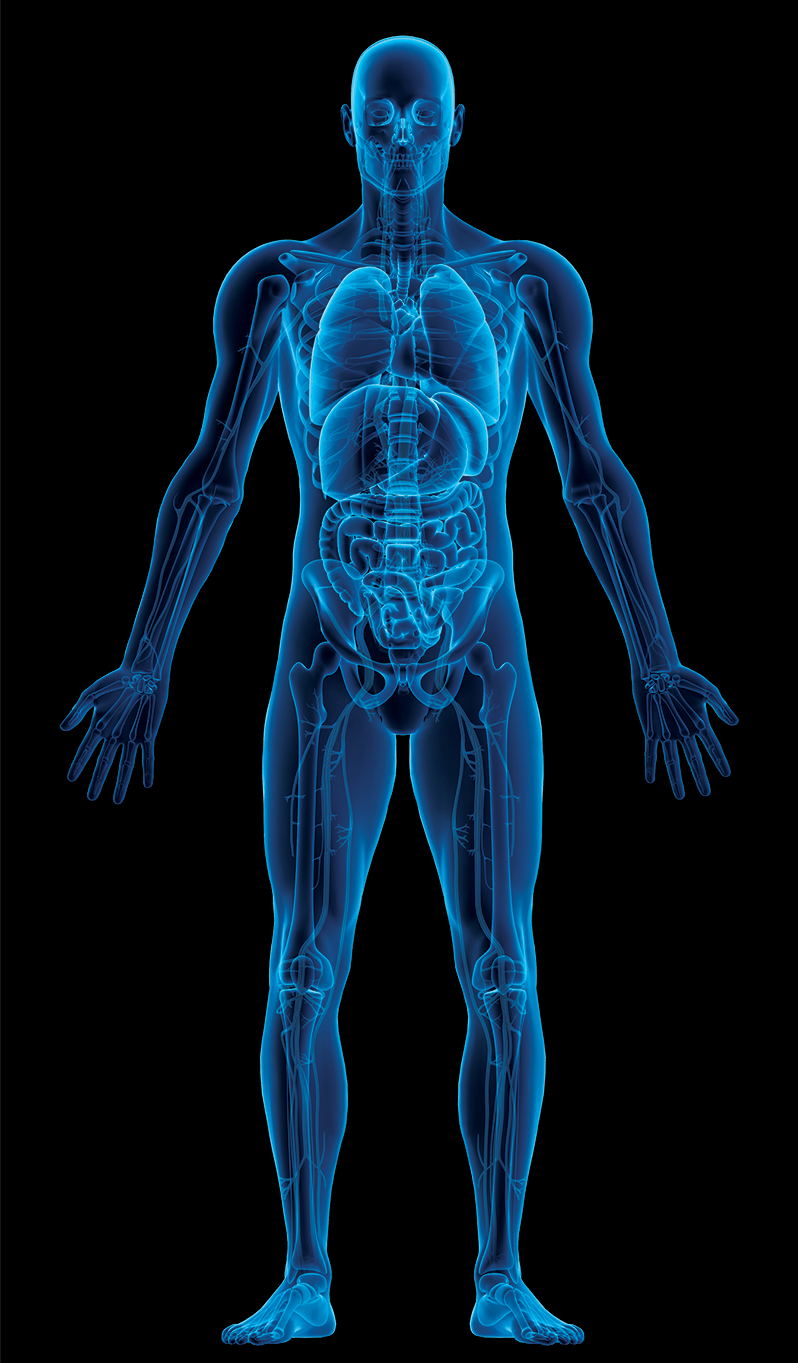 x-ray scan of human body