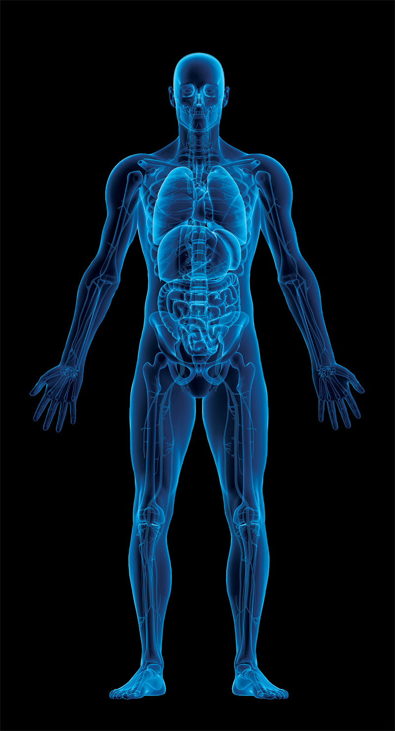 x-ray scan of human body